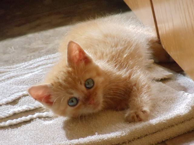 Charlie - Mâle (1 mois)