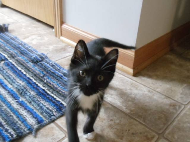 Mittens - (1 mois)