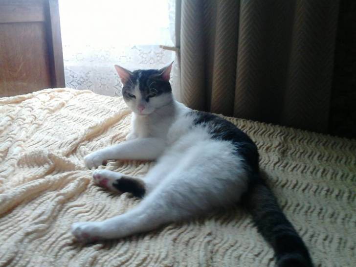 Tigrou - Mâle (4 ans)