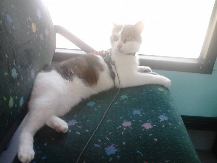 Tigrou - Mâle (4 ans)