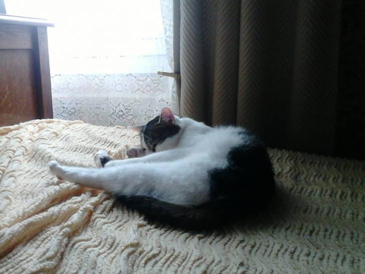 Tigrou - Mâle (4 ans)