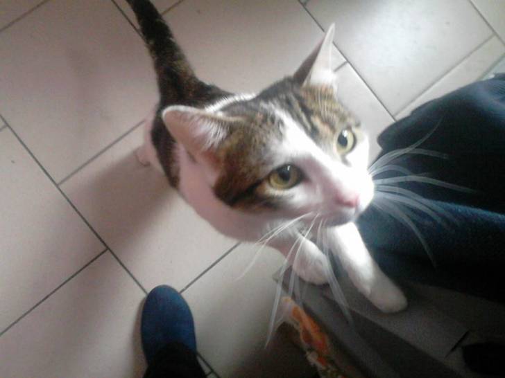 Tigrou - Mâle (4 ans)