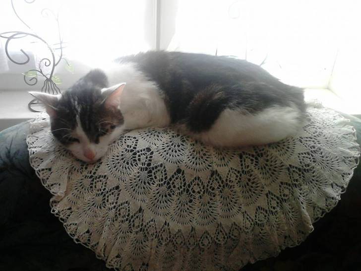 Tigrou - Mâle (4 ans)