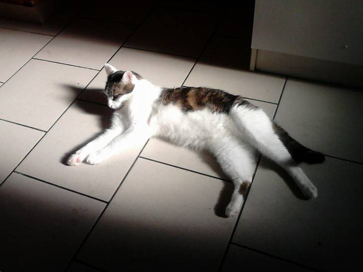 Tigrou - Mâle (4 ans)