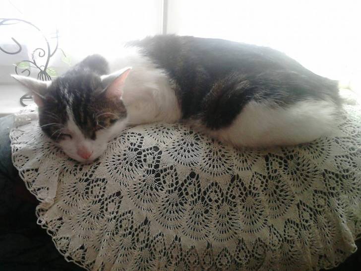 Tigrou - Mâle (4 ans)