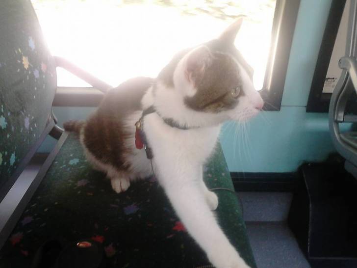 Tigrou - Mâle (4 ans)