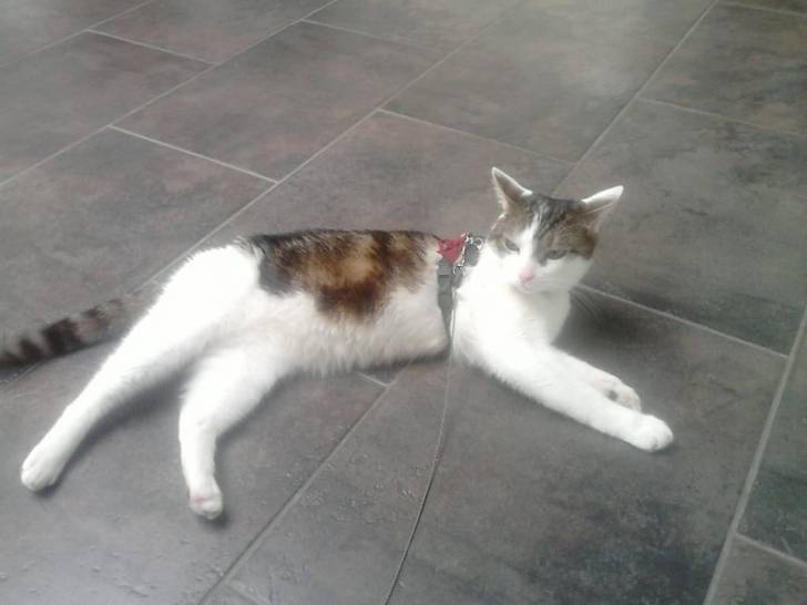 Tigrou - Mâle (4 ans)