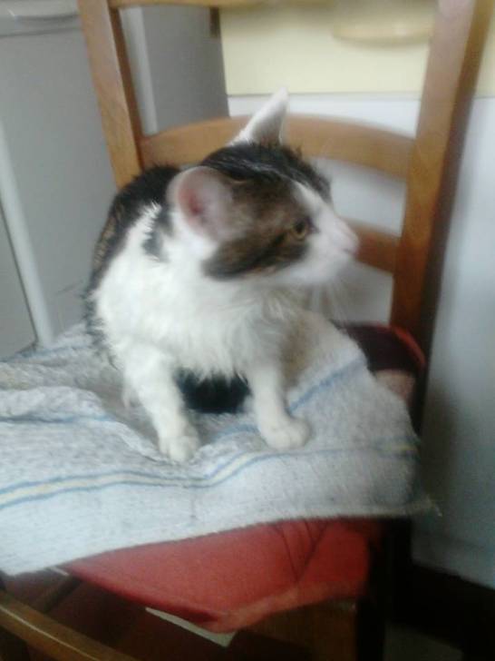 Tigrou - Mâle (4 ans)