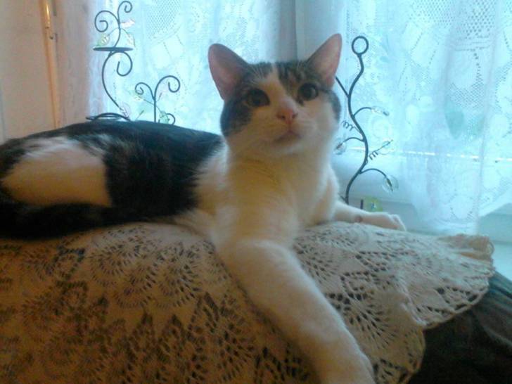Tigrou - Mâle (4 ans)