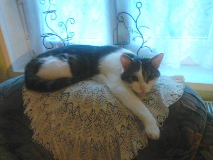 Tigrou - Mâle (4 ans)