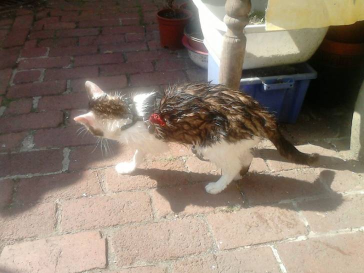 Tigrou - Mâle (4 ans)