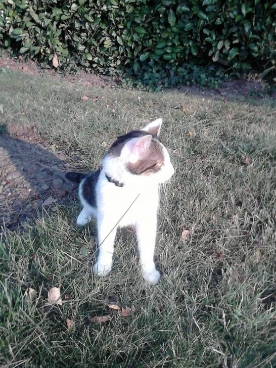 Tigrou - Mâle (4 ans)