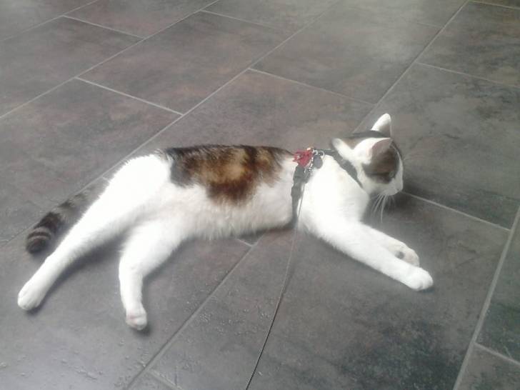 Tigrou - Mâle (4 ans)