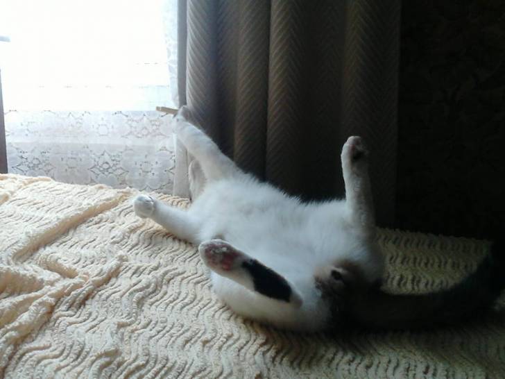 Tigrou - Mâle (4 ans)