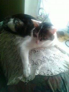 Tigrou - Mâle (4 ans)