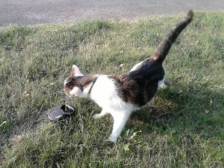 Tigrou - Mâle (4 ans)