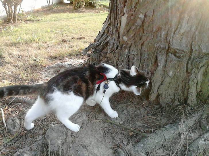 Tigrou - Mâle (4 ans)