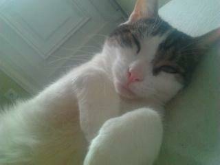 Tigrou - Mâle (4 ans)