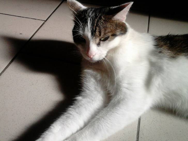 Tigrou - Mâle (4 ans)