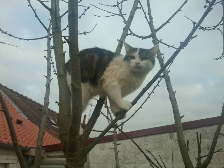 Tigrou - Mâle (4 ans)