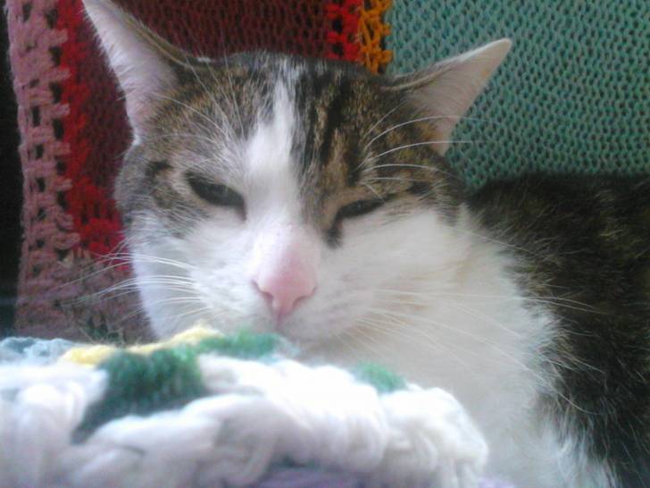 Tigrou - Mâle (4 ans)