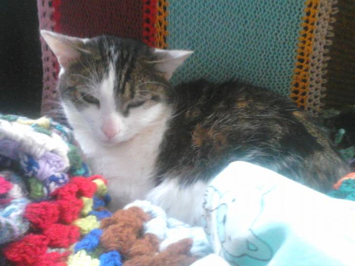 Tigrou - Mâle (4 ans)