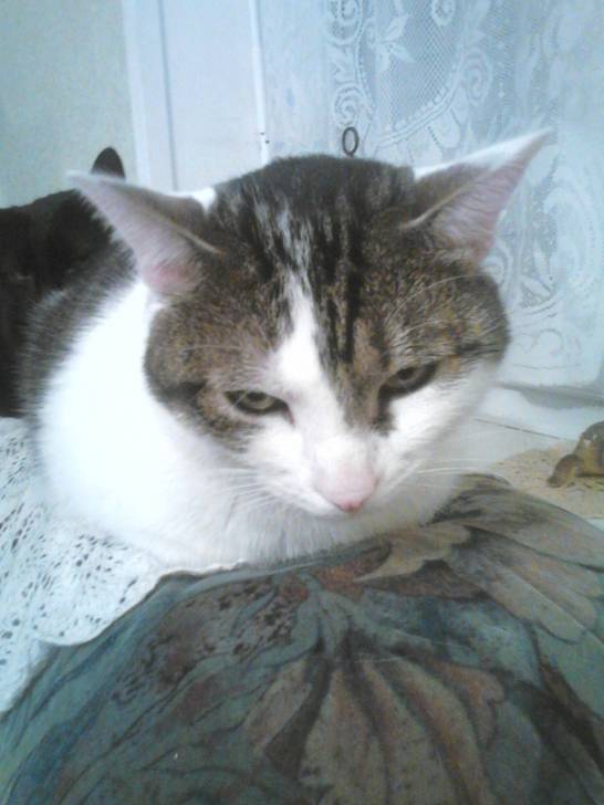 Tigrou - Mâle (4 ans)