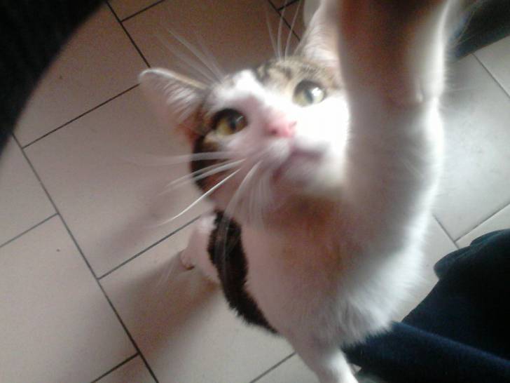 Tigrou - Mâle (4 ans)