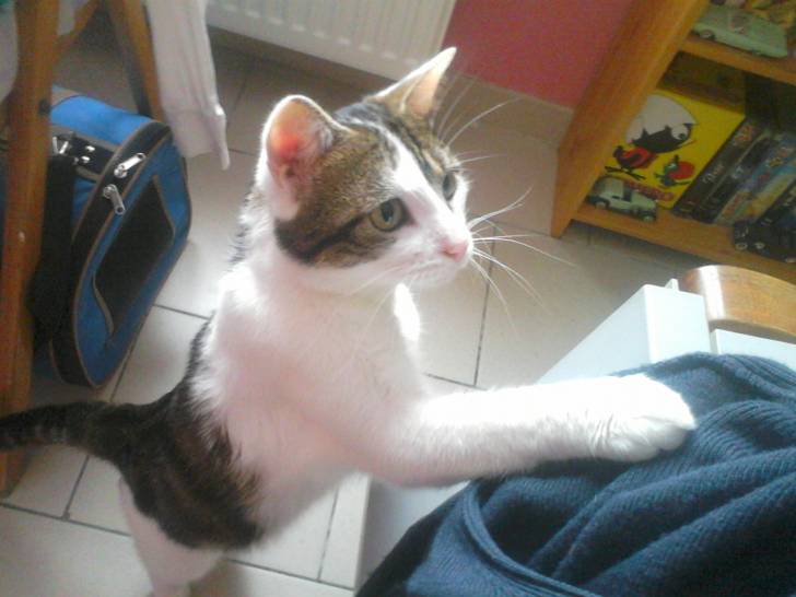Tigrou - Mâle (4 ans)