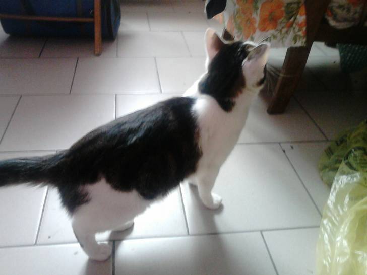 Tigrou - Mâle (4 ans)