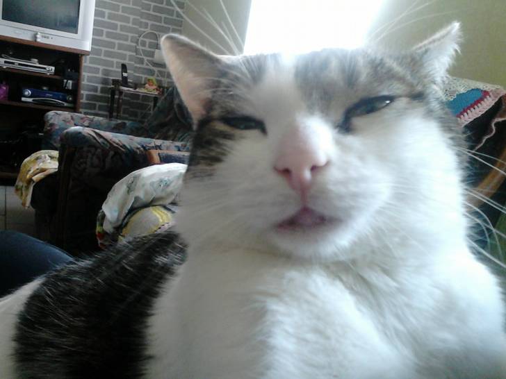 Tigrou - Mâle (4 ans)