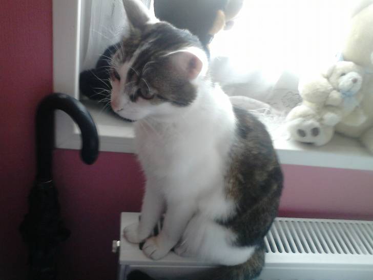 Tigrou - Mâle (4 ans)
