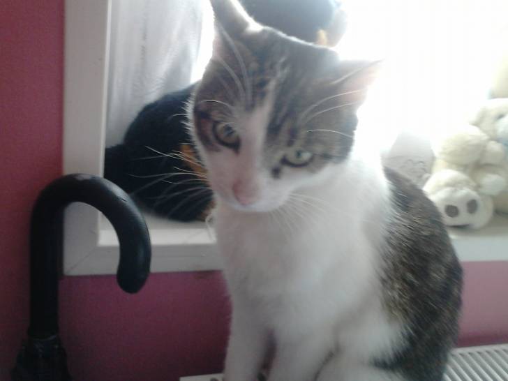 Tigrou - Mâle (4 ans)