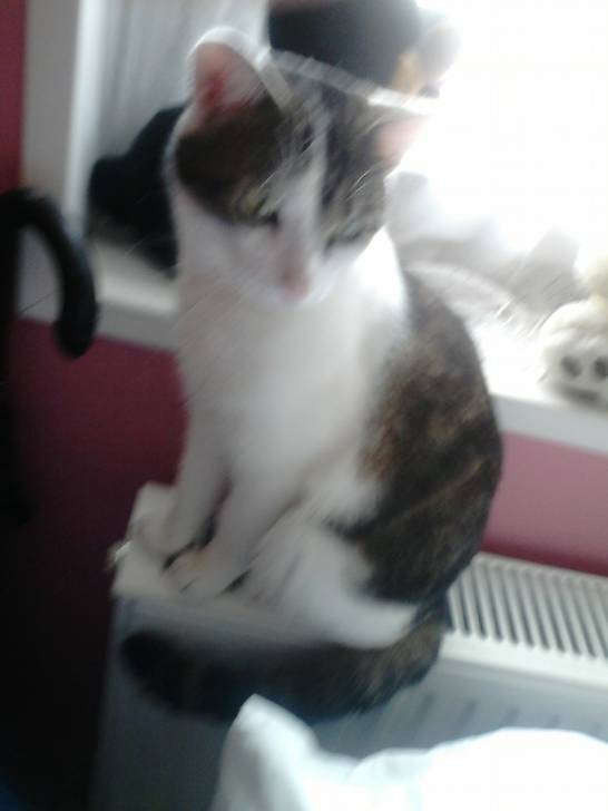 Tigrou - Mâle (4 ans)