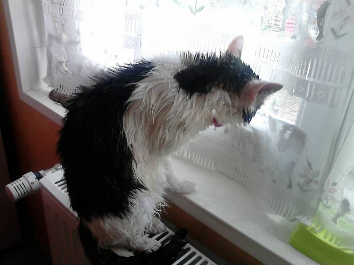 Tigrou - Mâle (4 ans)