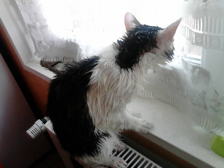 Tigrou - Mâle (4 ans)