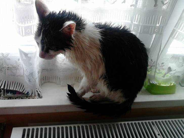 Tigrou - Mâle (4 ans)