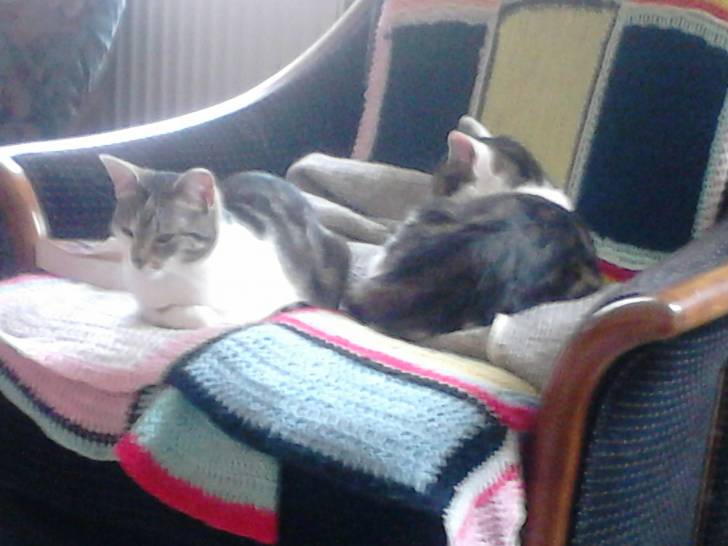 Tigrou - Mâle (4 ans)