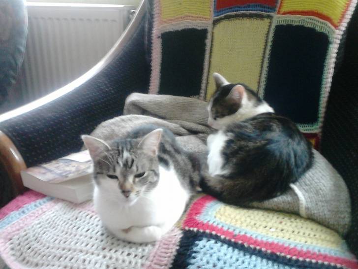 Tigrou - Mâle (4 ans)