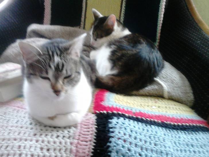 Tigrou - Mâle (4 ans)