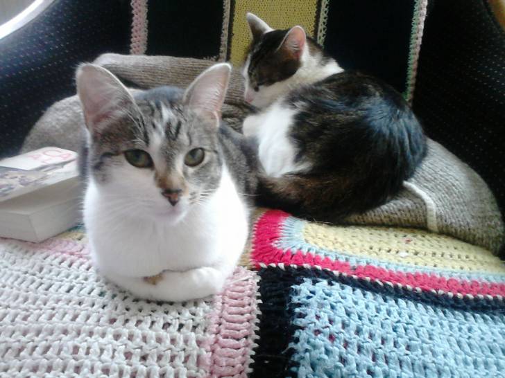 Tigrou - Mâle (4 ans)