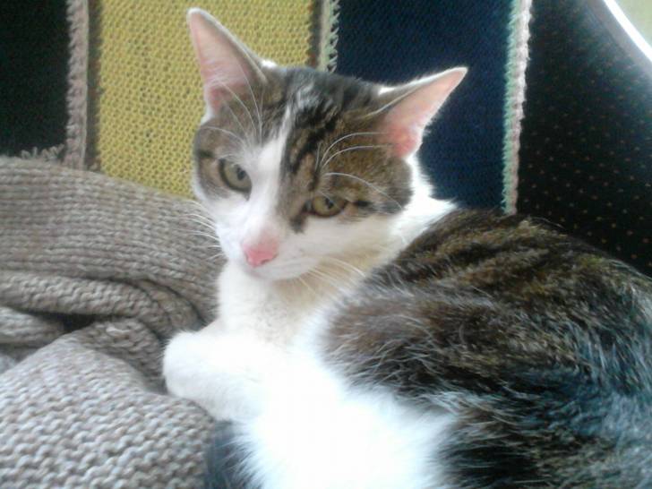 Tigrou - Mâle (4 ans)