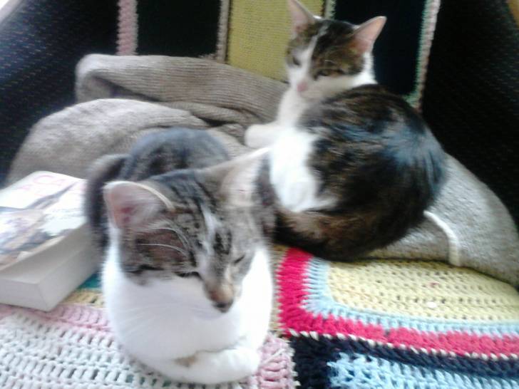 Tigrou - Mâle (4 ans)