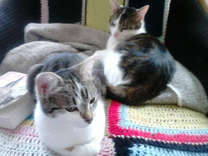 Tigrou - Mâle (4 ans)