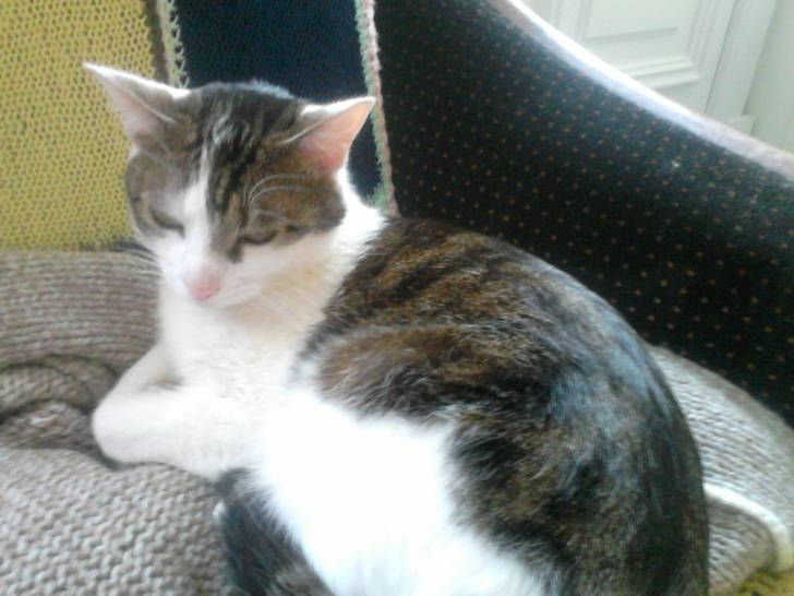 Tigrou - Mâle (4 ans)
