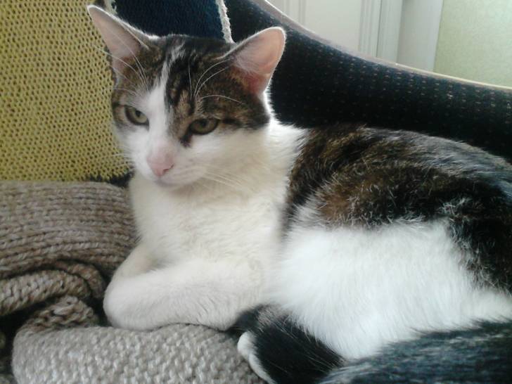 Tigrou - Mâle (4 ans)