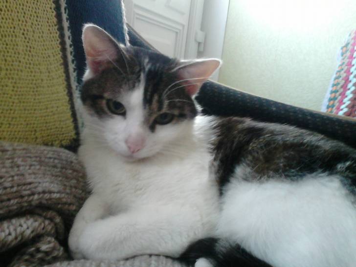 Tigrou - Mâle (4 ans)