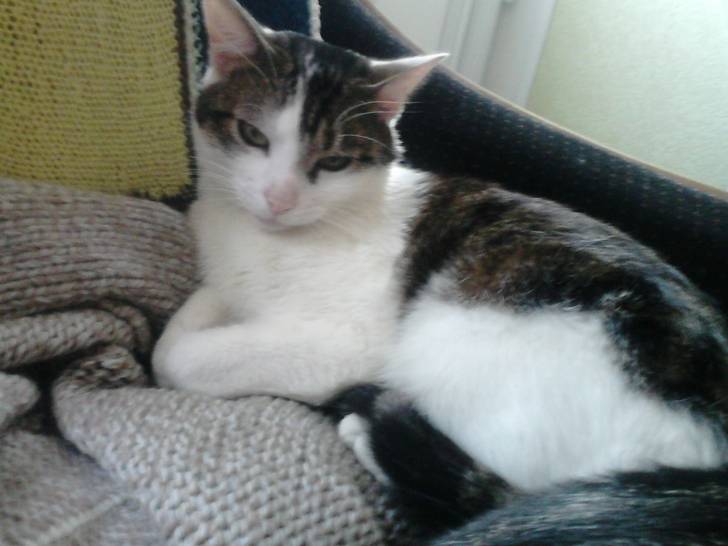 Tigrou - Mâle (4 ans)