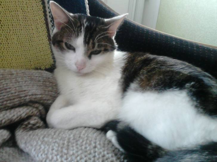 Tigrou - Mâle (4 ans)