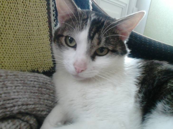 Tigrou - Mâle (4 ans)